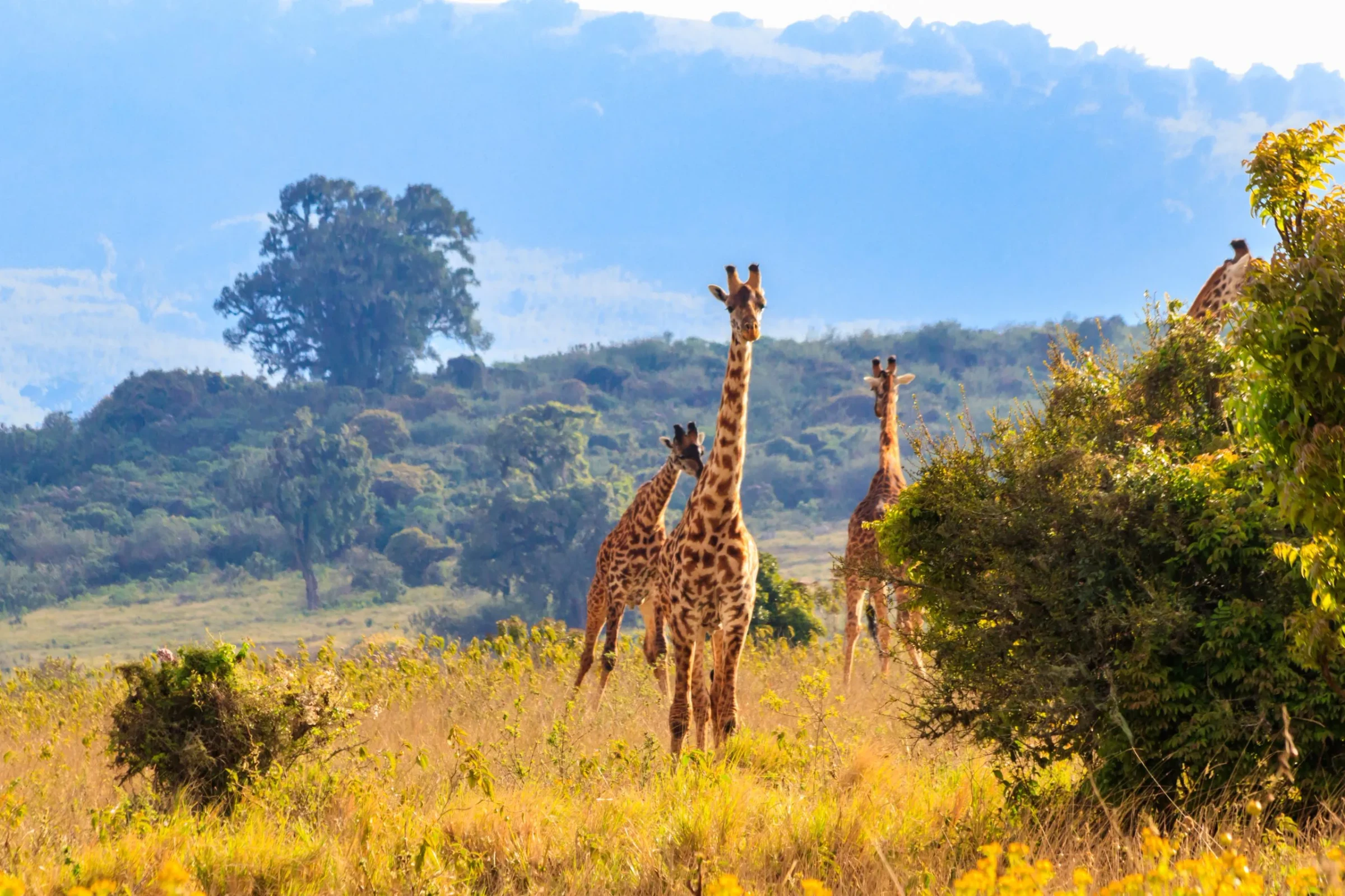 Tanzania National Parks Guide: Complete Overview of All 16 Parks