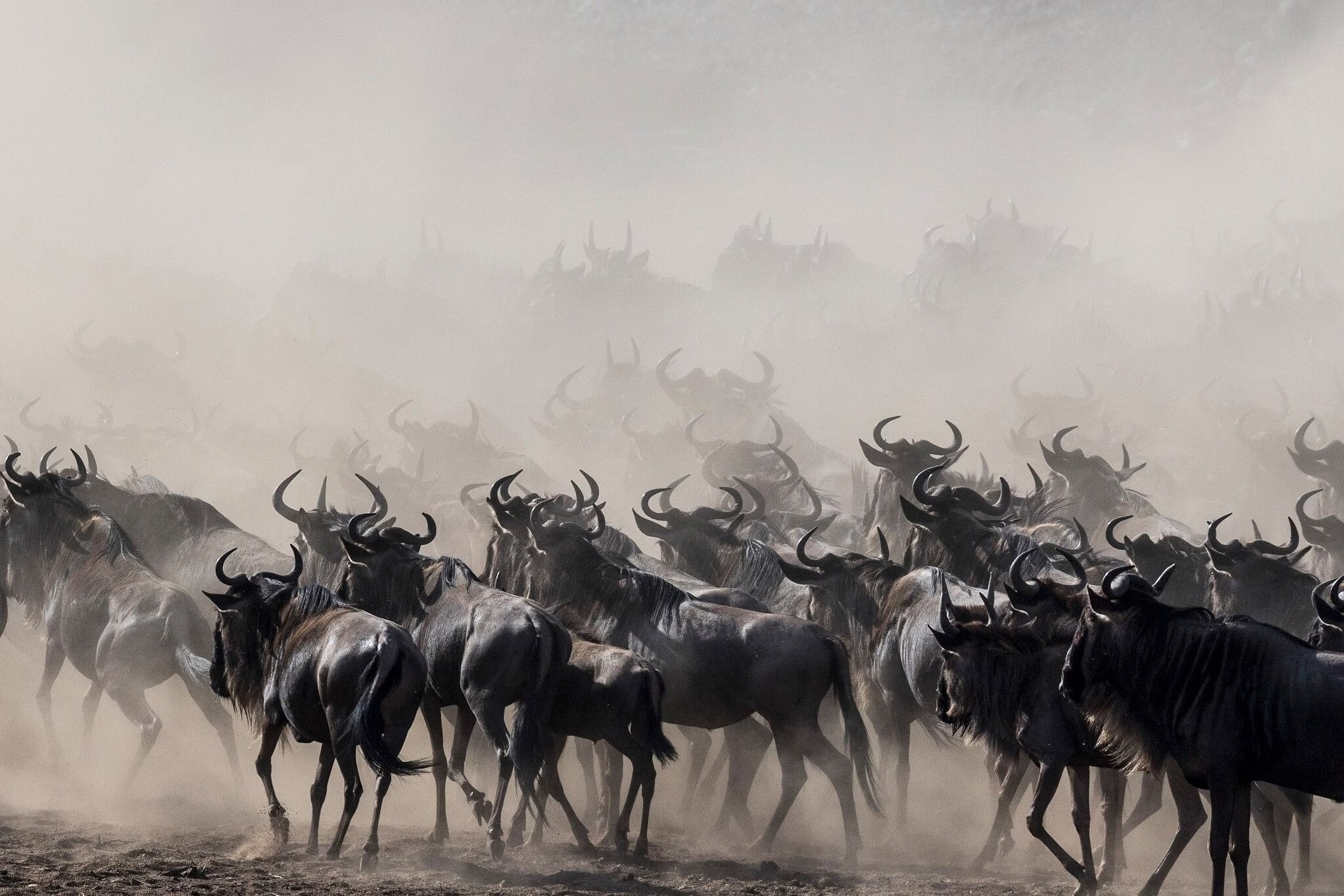 The Great Migration: Nature's Greatest Show